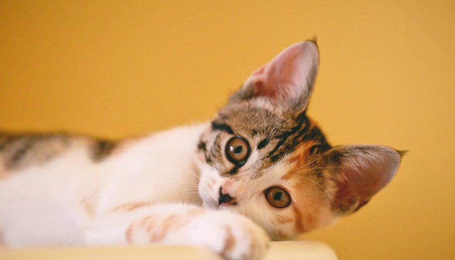 Tricks to Organize Your Perfect Trip